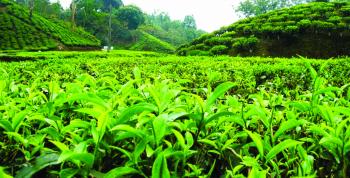 Green Tea An Elixir For Health