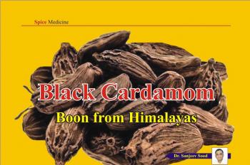 Black Cardamom - Boon from Himalayas