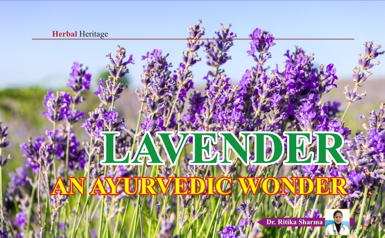 LAVENDER - an Ayurvedic wonder