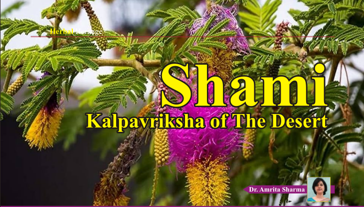 Shami - Kalpavriksha of The Desert