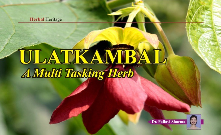 ULATKAMBAL - A Multi Tasking Herb