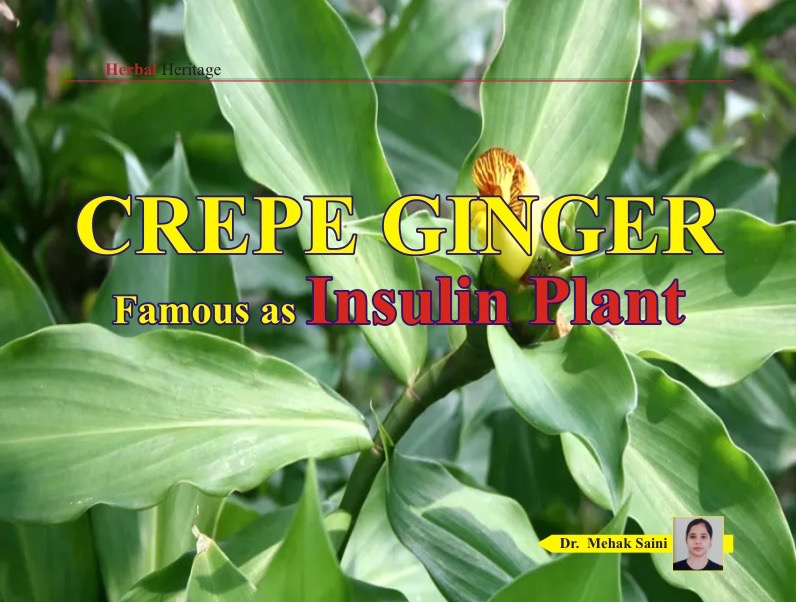 CREPE GINGER - Famous as Insulin Plant