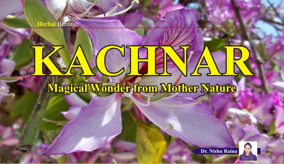 KACHNAR - Magical Wonder from Mother Nature