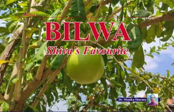 Bilwa - Shiva’s Favourite